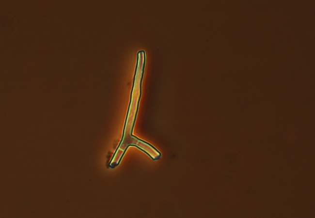 Crosta color cuoio - foto 1112 (Hymenochaete fuliginosa)